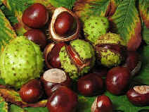 Marron d'Inde